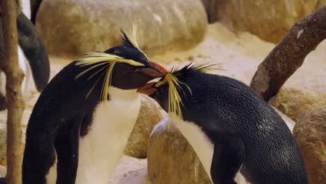 Adorable-Rockhopper-penguin-grooms-his-mate-in-Cape-Town,-South-Africa