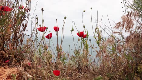 Hübsche-Rote-Mohnblumen-An-Der-Klippe-Mit-Blick-Auf-Das-Meer
