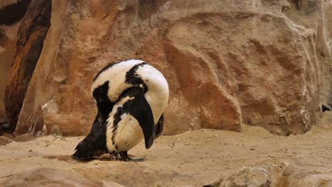 Entzückender-Kap-Pinguin-Pflegt-Sein-Schwarzes-Und-Weißes-Gefieder-In-Sandigen-Felsen