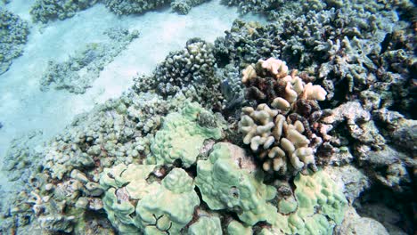 Tropische-Rifffische-Huschen-Zwischen-Korallenköpfen-Hin-Und-Her