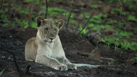 Young-lioness-cub-laying-in-the-dirt-surveying-and-listening-to-the-African-bush,-in-a-semiarid-landscape-during-Spring-from-a-medium-wide-shot