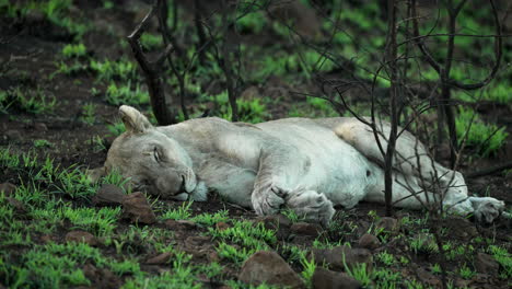 Female-lion,-lioness-laying-in-the-new-bright-green-grass-sprouts-from-Spring-in-Africa,-wide-shot-from-a-safari-vehicle