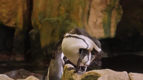 Der-Entzückende-Afrikanische-Pinguin-Kratzt-Sich-Am-Juckenden-Hintern-Und-Wedelt-Dann-Mit-Dem-Federschwanz