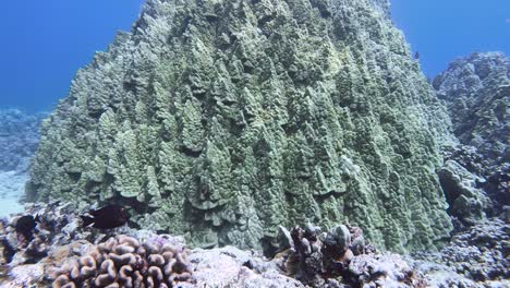 Reveal-of-mounding-porites-lobata-coral-head-in-tropical-reef