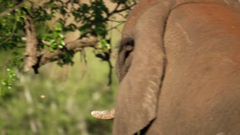 Over-the-shoulder-shot-of-a-dusty-elephant-eating-from-a-green-leafy-tree-with-its-trunk-while-chewing-on-a-branch-of-leaves