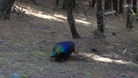 A-Himalayan-Monal-or-Daphne-getting-its-morning-meal-by-scratching-in-the-pines-needles-and-dirt