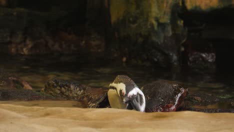 Niedlicher-Juckender-Afrikanischer-Pinguin-Kratzt-Sich-Am-Flachen-Pool-Den-Kopf-Mit-Dem-Fuß