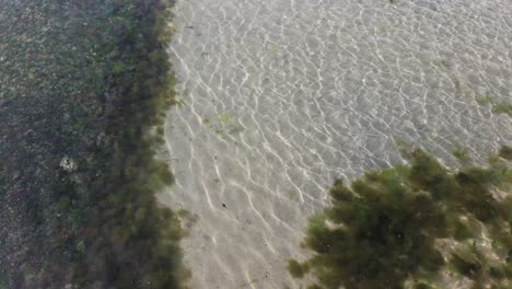 Algen-Auf-Transparentem-Meer-Mit-Welligem-Wasser
