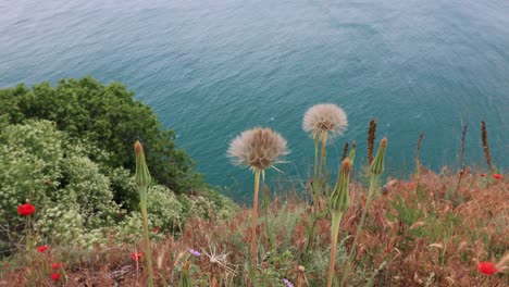 Growing-Common-Dandelion-At-Cape-Kaliakra-Nature-Reserve-In-Black-Sea-Coast,-Bulgaria