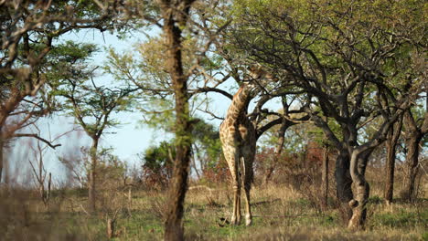 Wide-shot-of-a-giraffe-searching-the-acacia-thorn-trees-for-food-to-eat,-in-a-dense-African-forest-landscape