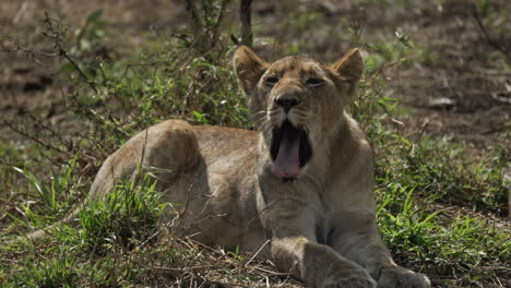 Young-male-lion-licking-his-lips-and-yawning-with-blood-on-his-face,-actions-before-standing-up,-medium-static-shot