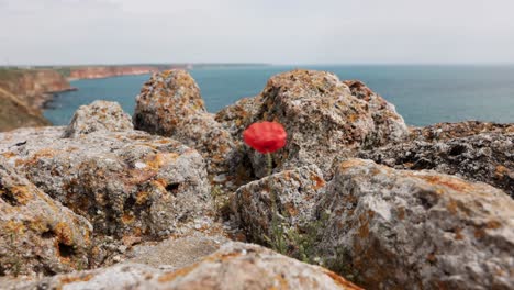 Red-Poppy-Flower-On-Rocky-Cliff---close-up