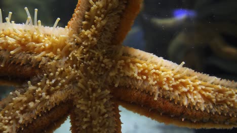 Full-frame-close-up-of-starfish-tube-feet-waving-in-an-aquarium-tank