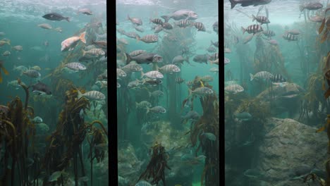 Natural-kelp-forest-habitat-hosts-hundreds-of-fish-in-big-aquarium