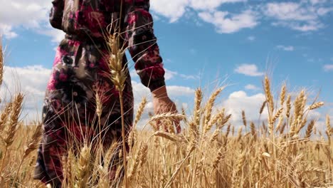 Girl-Walking-Through-Wheat-Field-And-Touching-With-Her-Hand---closeup