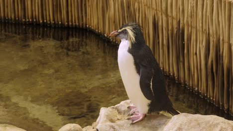 Chubby-Rockhopper-penguin-looks-around-his-zoo-enclosure-pool