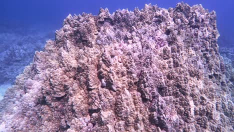 Porites-Lobata-Koralle-In-Hawaii,-Während-Das-Licht-über-Den-Korallenkopf-Schimmert
