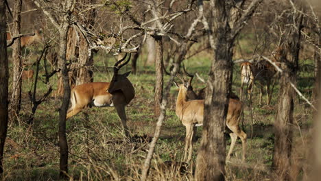 Impala-rams-licking-their-coats-to-remove-ticks-in-the-morning-sun-surrounded-by-barren-trees-and-new-spring-grass-sprouts,-in-the-African-bush