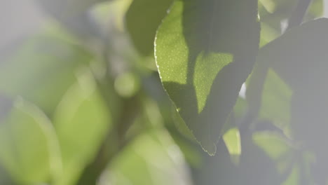 Green-lemon-tree-leaves-against-warm-sunshine,-static-view