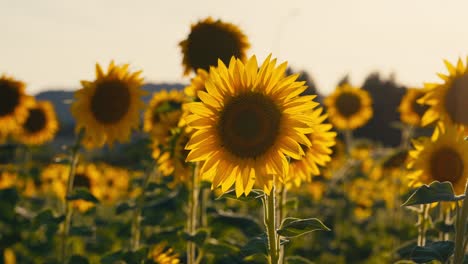 Nahaufnahme-Eines-Sonnenblumenfeldes-Bei-Sonnenuntergang