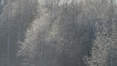 Frozen-forest-trees-waving-slowly-in-light-wind-on-sunny-day,-static-view