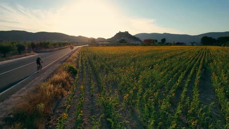 Cyclist-by-sunflower-fields-at-sunset-with-mountains-and-a-castle