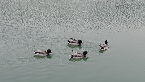 Ducks-floating-on-lake-in-the-winter
