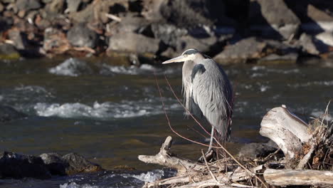 Great-Blue-Heron-standing-in-a-river