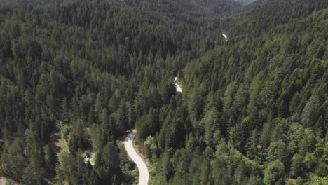 Drohnenvideo-über-Dichtem-Kiefernwald,-Kurvenreicher-Straße,-Bergsommer