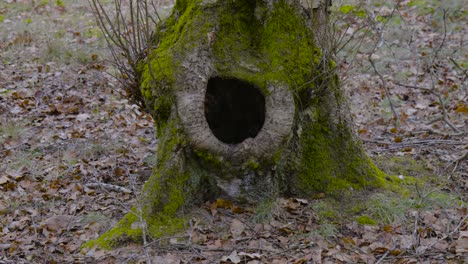 Big-hole-in-the-tree-house-of-forest-animals