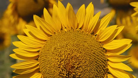 Makro-Von-Sonnenblumenblättern-In-Einem-Sonnenblumenfeld-Bei-Sonnenuntergang