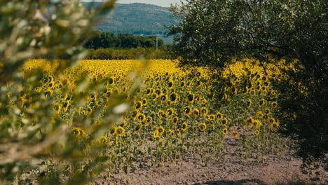 Sunflower-field-among-olive-trees.-Oils
