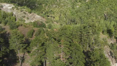 Drohnenvideo,-Das-In-Der-Nähe-Von-Kiefern-Auf-Einem-Wilden-Wald-Am-Berg-Gramos-In-Griechenland-Fliegt-Und-Nach-Links-Schwenkt