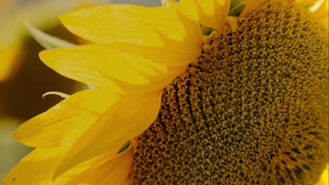 Super-Nahaufnahme-Von-Sonnenblumenblättern-Mit-Samen