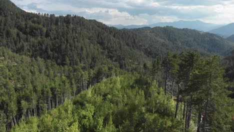 Drone-video-flying-low-near-over-pine-trees-on-a-wild-forest-at-Mount-Gramos-Greece-panning-left