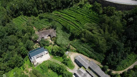Luftaufnahmen-Von-Teefeldern-In-Der-Provinz-Hebei