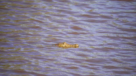 A-crocodile-floating-on-the-surface-of-dirty-water-stalking-its-pray-blending-into-the-rippling-river-water