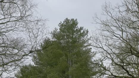 movement-of-bald-trees-and-pine-trees-cloudy-weather-with-wind