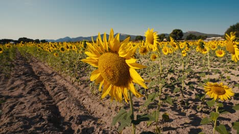 Close-up-sunflower-field-at-sunset
