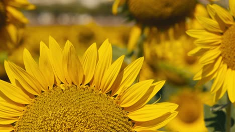 Nahaufnahme-Von-Sonnenblumenblättern-Auf-Einem-Feld-Bei-Sonnenuntergang