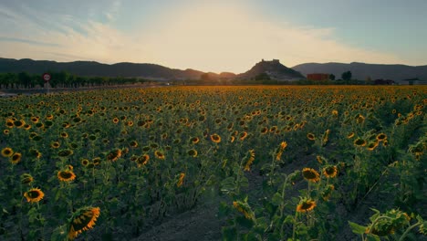 flight-over-sunflower-field-at-sunset-with-castle-in-the-background