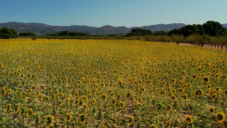 Weite-Landschaft-Mit-Sonnenblumenfeldern-Im-Frühling