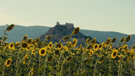 Nahaufnahme-Eines-Sonnenblumenfeldes-Bei-Sonnenuntergang-Mit-Einer-Burg-Und-Bergen-Im-Hintergrund