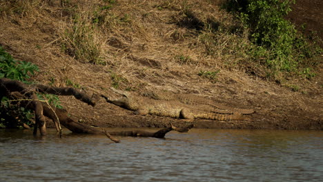 Two-crocodiles-lying-on-the-banks-of-the-of-a-brown-river-from-a-wide-angle-in-a-dry-landscape