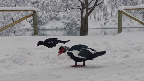 Muscocy-ducks-in-snowy-environment
