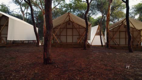Forest-with-trees-in-a-camp-with-large-and-picturesque-kampao-style-wooden-and-white-canvas-tents-among-pine-trees-in-Huelva