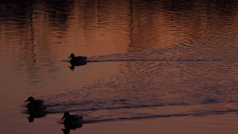 Ducks-swimming-in-the-early-morning-sunrise