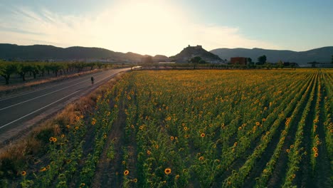Cyclist-by-sunflower-fields-at-sunset-with-mountains-and-a-castle