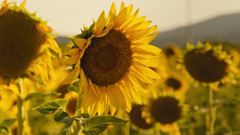 Nahaufnahme-Eines-Sonnenblumenfeldes-Bei-Sonnenuntergang