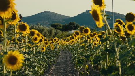 Walking-among-sunflowers-in-the-countryside-in-springtime